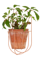 Wall Cibele Plant Holder, Large