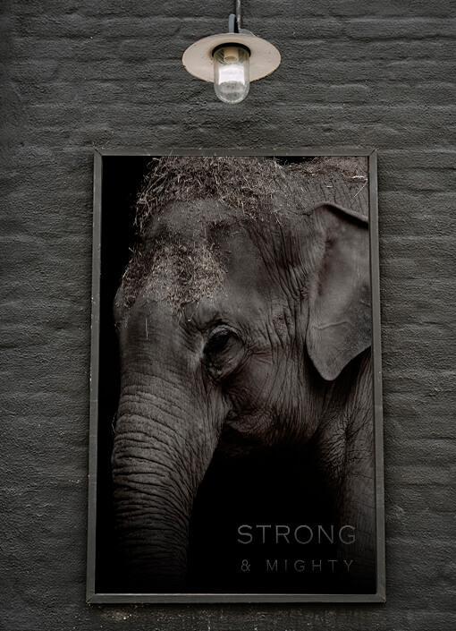 Elephant Poster