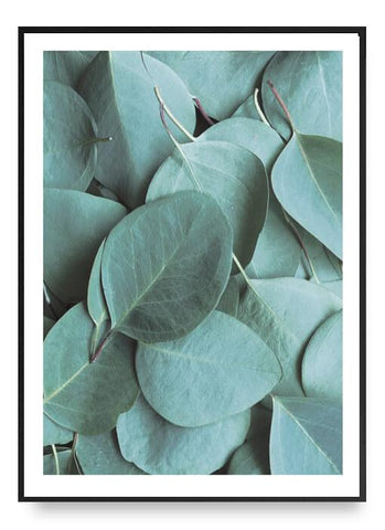 Eucalyptus No. 1 Poster