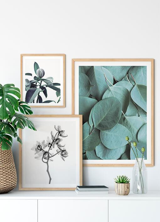 Eucalyptus No. 1 Poster