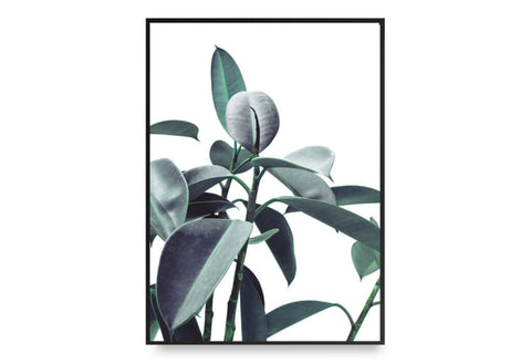 Ficus