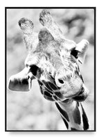 Giraffe Poster 