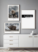 Highland Cattle Poster 