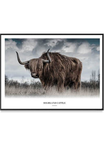 Highland Cattle Poster 