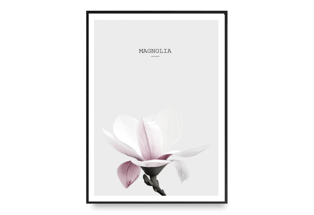 Magnolia In Pink No.2
