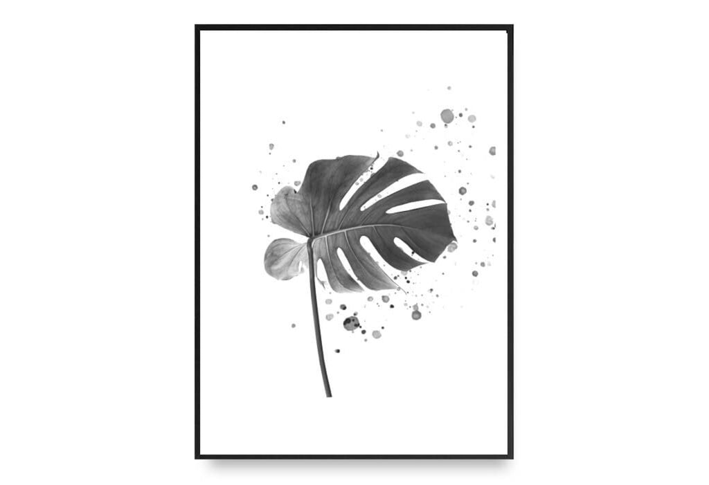 black and white monstera deliciosa Monstera