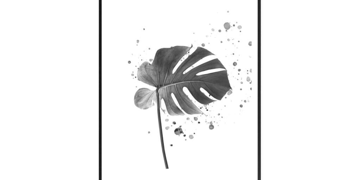 monstera plant black and white Monstera
