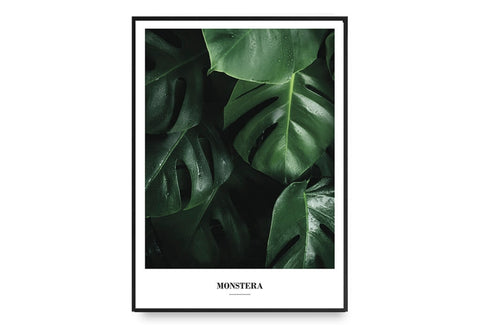 Monstera
