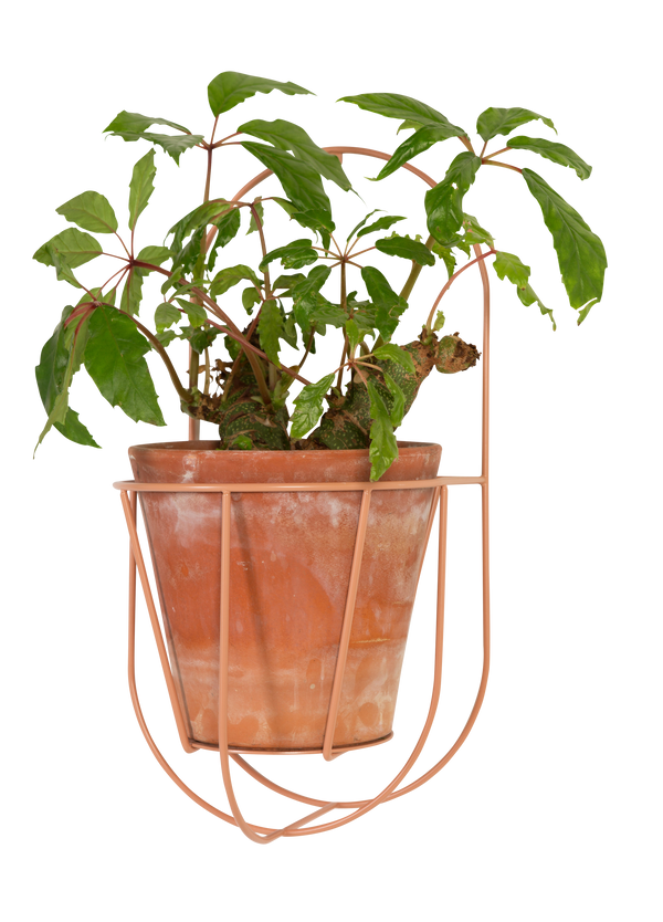 Wall Cibele Plant Holder, Large