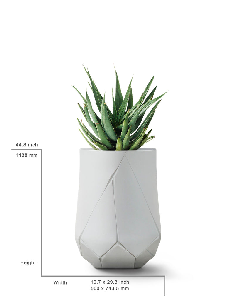 BHACA Tall
