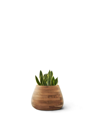 TUBER Small Wood